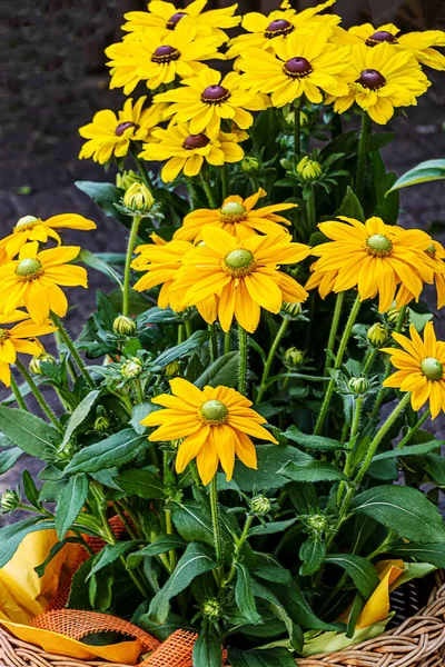 Potted Yellow Echinacea Cone Flowers Basket — Stock Photo, Image
