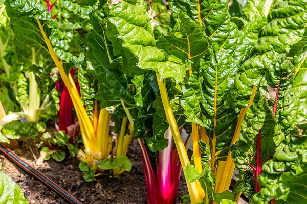 Colorful Rhubarb Plants Rheum Rhabarbarum — Stock Photo, Image