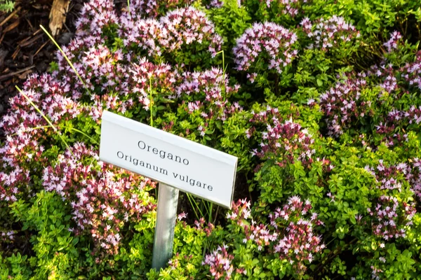 Origano da fiore (Origanum vulgare ) — Foto Stock