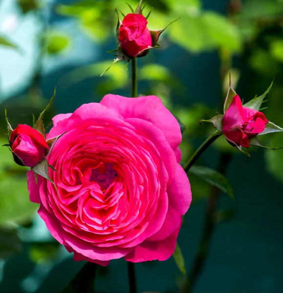 Pink and red rose with buds — Stock Photo, Image