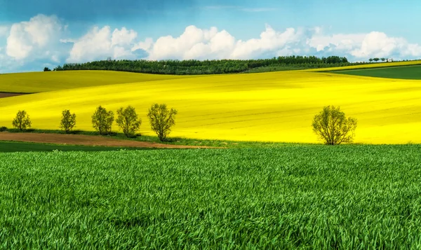 Pole kukuřice a řepky na jaře — Stock fotografie