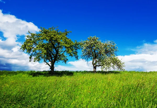 緑の牧草地に 2 つのリンゴの木 — ストック写真