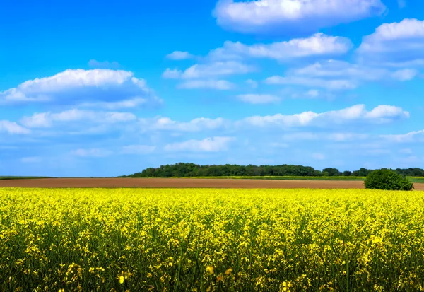 Rapeseed field in spring — Stock Photo, Image