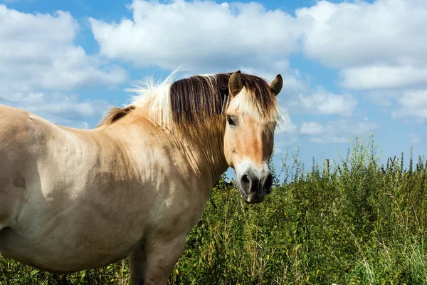 Bruin paard op de groene weide — Stockfoto