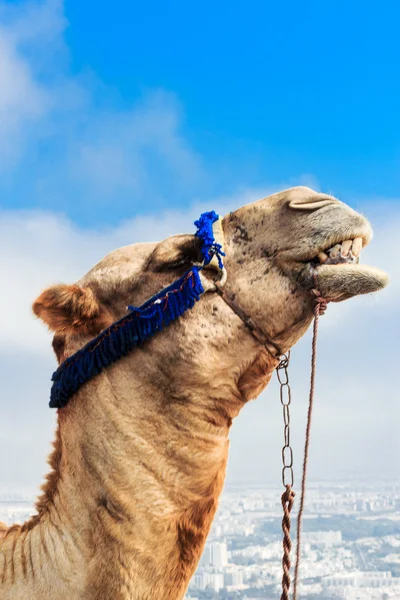 Kamel auf dem Berg — Stockfoto