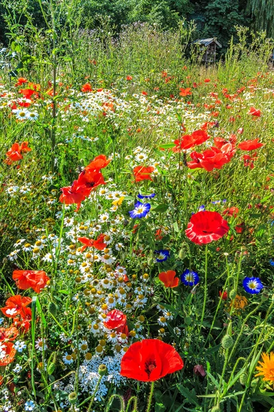 Forest weiland met wilde bloemen — Stockfoto