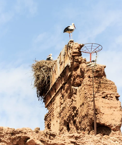 Storks nest on decayed loam house in medina of Marrakech — Stock Photo, Image