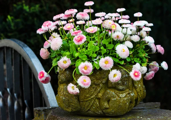 Bellis perennis in stone pot — Stock Photo, Image