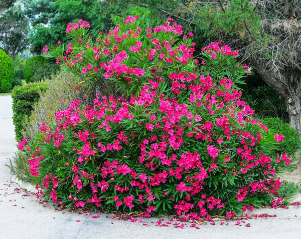 Paarse oleander bush in een park — Stockfoto