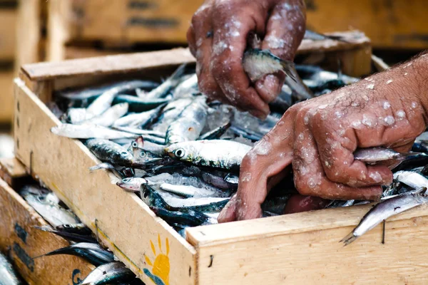 Pescador embalagem de peixe fresco em caixa de madeira — Fotografia de Stock