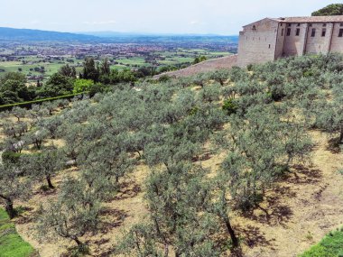 Zeytin orman aşağıda şehir merkezinde Assisi, İtalya
