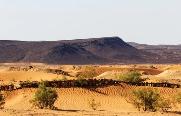 Golden and brown desert landscape — Stock Photo, Image