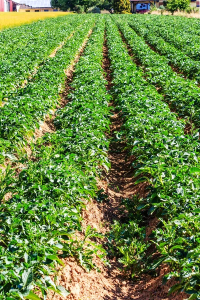 Campo de batata no verão — Fotografia de Stock