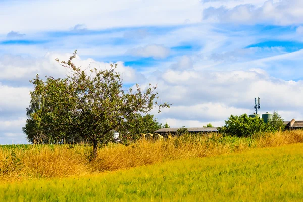 Summer landscape with apple tree — Stock Photo, Image