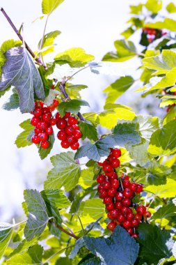 bush üzerinde kırmızı kuş üzümü