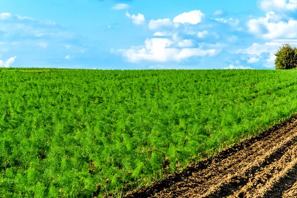 Campo di finocchio e cielo blu — Foto Stock