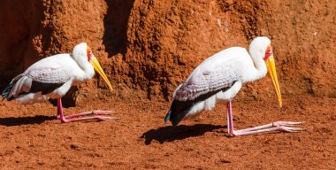 Tantalo Africano (Mysteria ibis) clipart