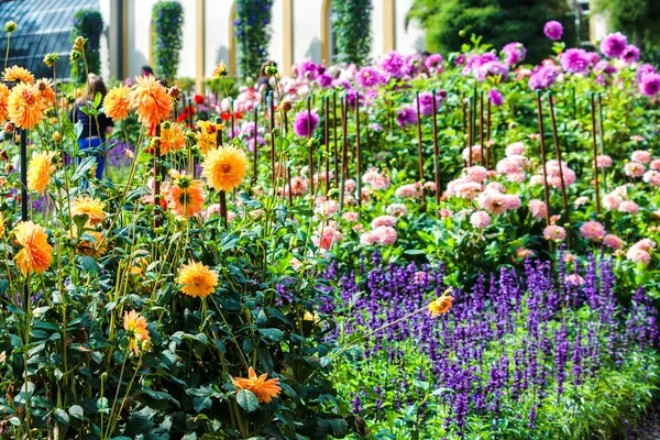 Gele Dahlia's en blauwe wild sage — Stockfoto