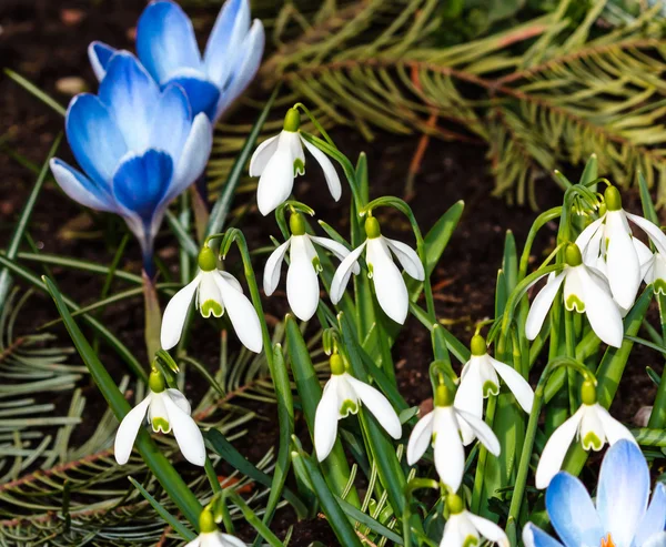 Sneeuwklokjes in een tuin — Stockfoto