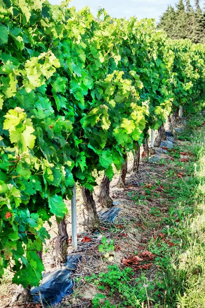 A row of vines — Stock Photo, Image