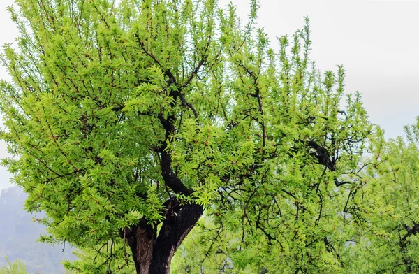 Almond tree after flowering — Stock Photo, Image