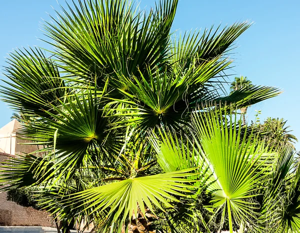 Palmen am strahlend blauen Himmel — Stockfoto