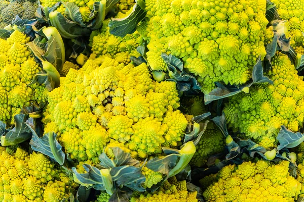 Žlutá květák Romanesco — Stock fotografie