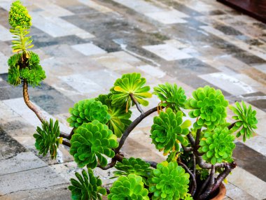 Aeonium edep bitki (etli)