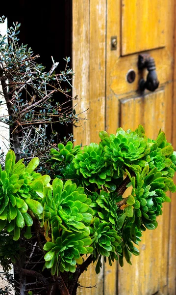 Aeonium decorum planta (suculento ) — Fotografia de Stock