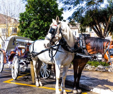 Yolcular için bekleyen satır atlar