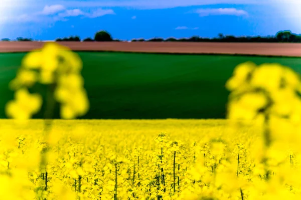 Rapeseed field in spring — Stock Photo, Image