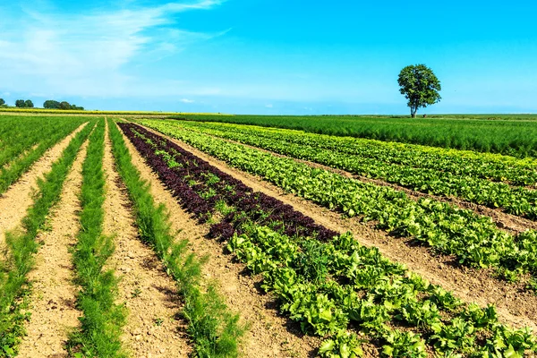 Campos de erva-doce e salada na primavera — Fotografia de Stock