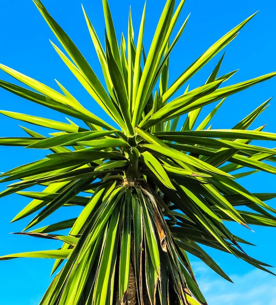 Зелено-жовте пальмове листя на прозорому блакитному небі — стокове фото