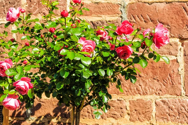 Pink stem roses in front of stone wall — Stock Photo, Image