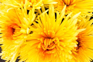 Parlak sarı ve turuncu krizantem