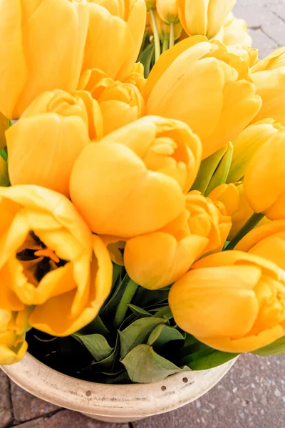 Желтые тюльпаны в плантаторе — стоковое фото