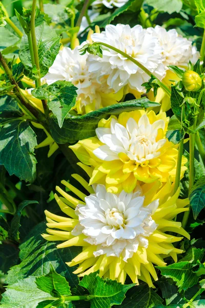 White and yellow dahlia flowers — Stock Photo, Image