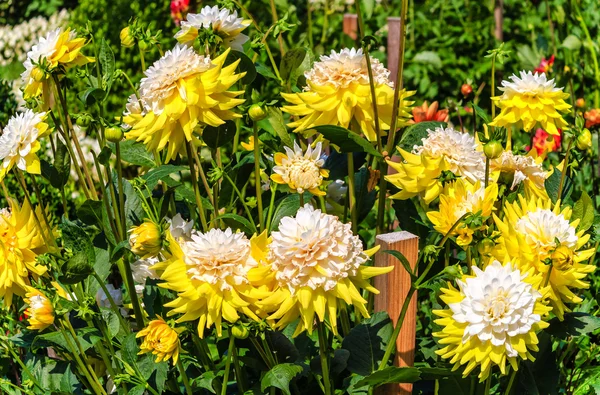 Weiße und gelbe Dahlienblüten — Stockfoto