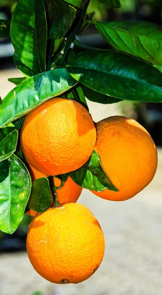 나무에 달린 익은 오렌지 — 스톡 사진