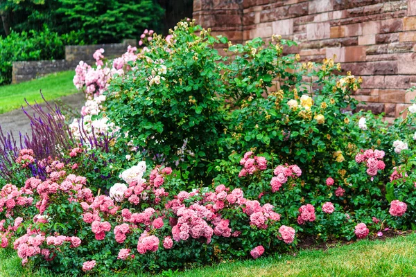 Roze rozen in Castle Garden in Ludwigsburg, in de buurt van Stuttgart, Duitsland — Stockfoto