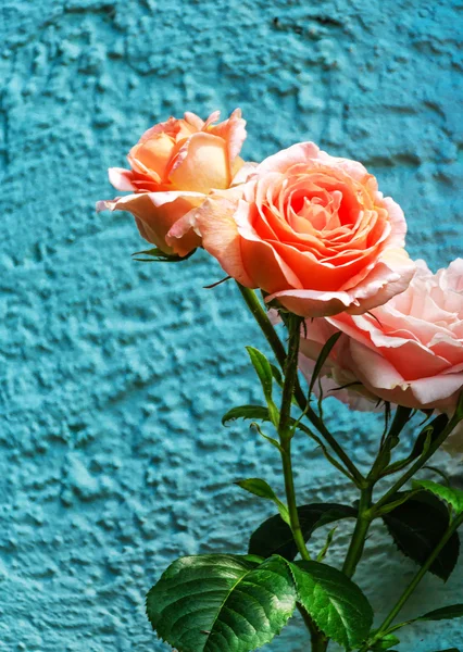 Roses roses au mur de la maison — Photo