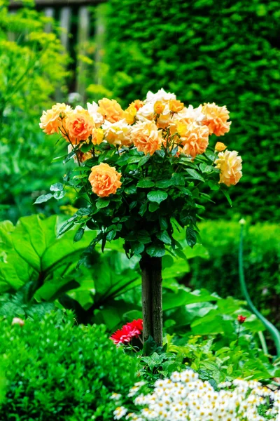 Las rosas amarillas después de la lluvia veraniega en el jardín — Foto de Stock