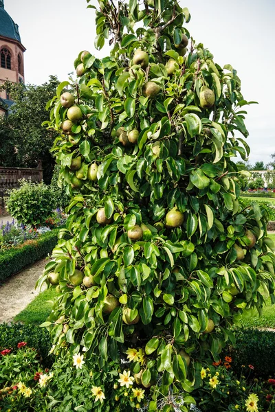 Jede Menge Früchte am kleinwüchsigen Birnbaum — Stockfoto