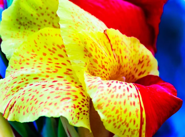 Gele en rode bloeiende Canna Indica — Stockfoto