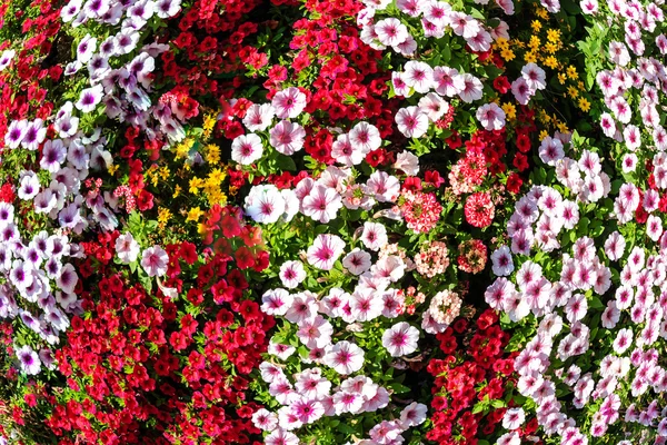 Multicolor Petunia flores — Foto de Stock