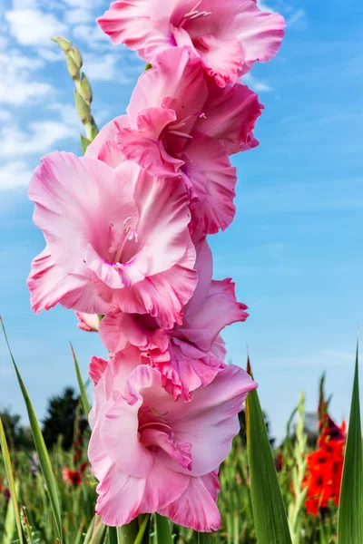 Розовый гладиолус в саду — стоковое фото