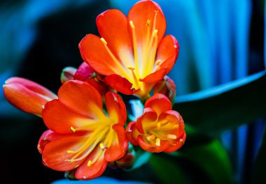 Clivia miniata-Natal lily, bush lily