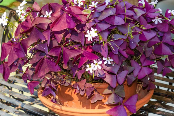 Фіолетовий Shamrock (Oxalis triangularis) — стокове фото