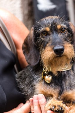 Güzel bir dachshund