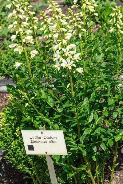Dictamnus albus planta con flores — Foto de Stock